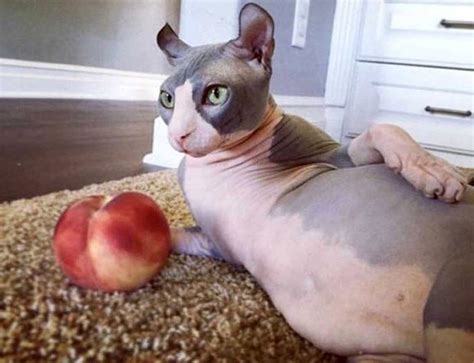 Hairless Cat Porn Pictures