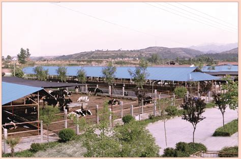 标准化奶牛养殖小区