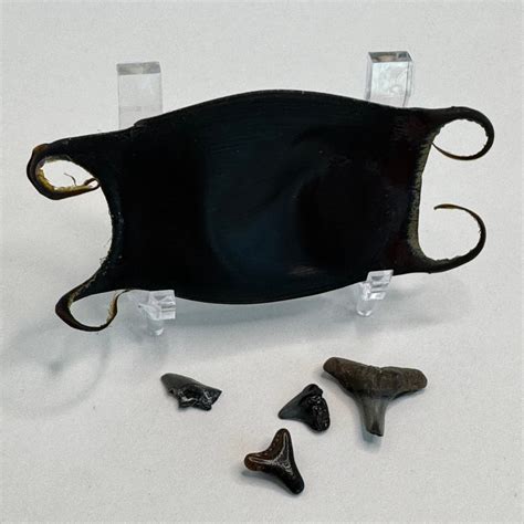 Mermaid's Purse, Sharks Egg Case, 3 1/2 Inches Long, Found on the West ...