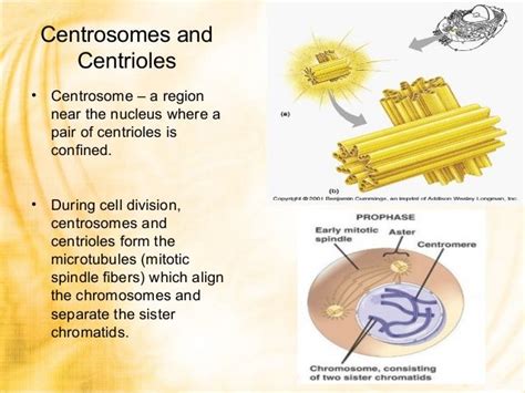 Centrioles and Spindle Fibers - EvarosBrewer