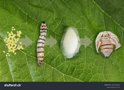 Silkworm Moth Cocoon