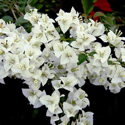 Bougainvillea White - Flowering Shrubs – Exotic Space