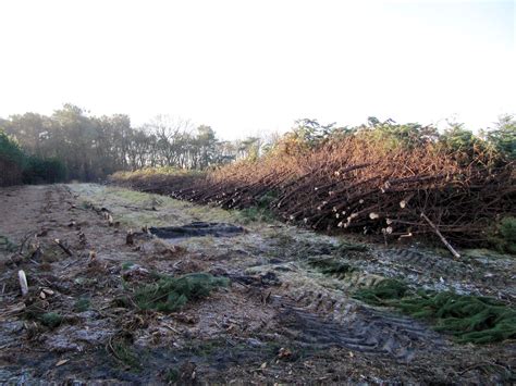 Image result for Lumberjack Root Cutter