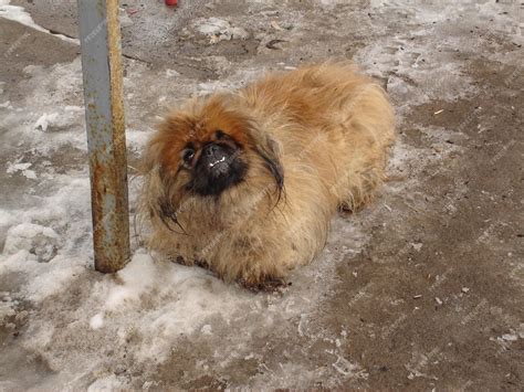 Premium Photo | An unfortunate abandoned pug dog lies on frozen ground ...