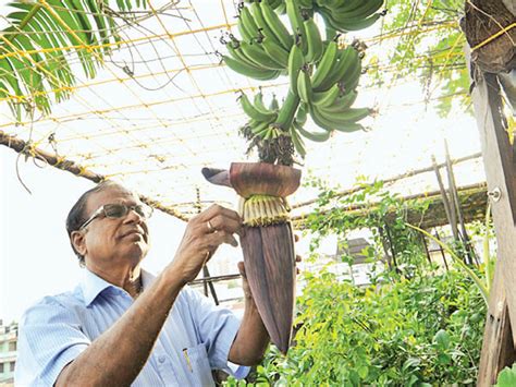 How Kerala is making the most of organic farming revolution - The ...