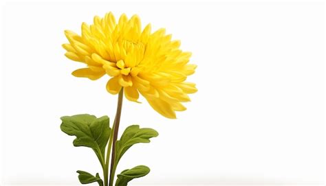 Image result for Flower Side View