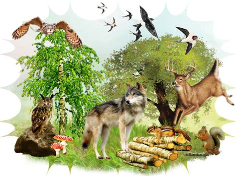 Image result for Python Dans Foret