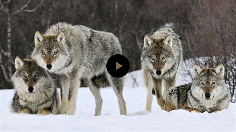 Wolves in Nature 的图像结果