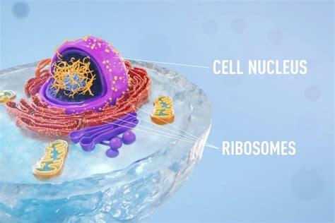 Image result for RNA Processing Animation
