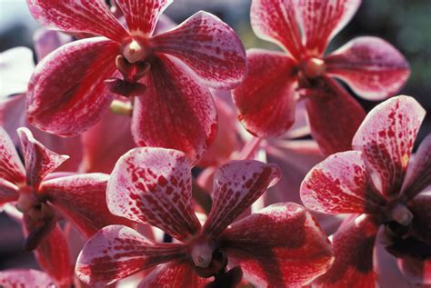 How to grow and care for vanda orchids – Artofit
