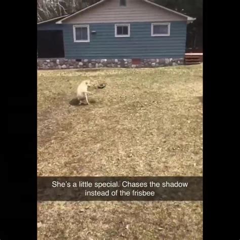 Animal Bloopers Compilation 的图像结果