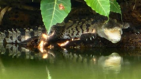 Ananthapura Crocodile: ಅನಂತಪುರದಲ್ಲಿ ಕಾಣಿಸಿಕೊಂಡ ಮೊಸಳೆಗೆ 'ಬಬಿಯಾ' ಹೆಸರು ...