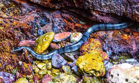 Hook-Nosed Sea Snake Animal Facts - Enhydrina schistosa - A-Z Animals