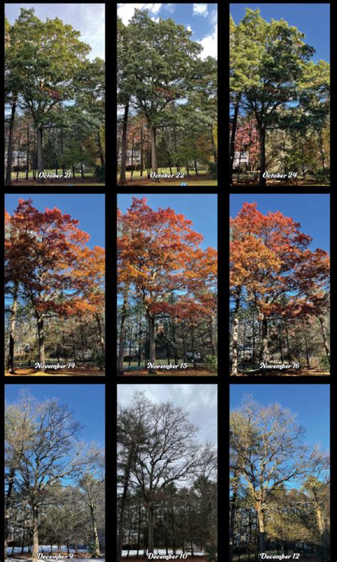 Image result for InDesign Date Format