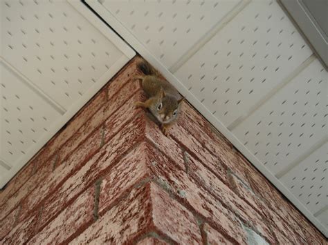 Does predator urine keep squirrels away?