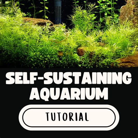 How To Build A Self-Sustaining Aquarium (Step-by-Step Guide) - TrendRadars