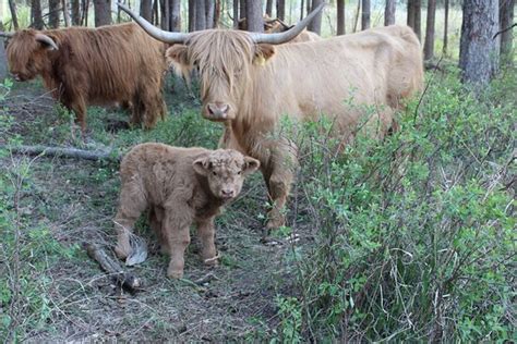River Valley Ranch (Fort Steele) - 2022 What to Know Before You Go ...