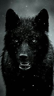 Black Wolf Wallpaper Iphone X by Pin By On Dogs Wolf Wallpaper Black Wolf Black Wolf Wallpaper Iphone X