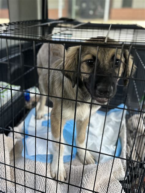 Henry County Humane Society, Inc. – McDonough, Georgia – Henry County ...