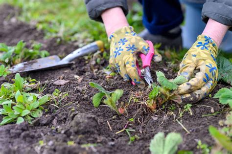 Weeding: You're Doing It Wrong | The Garden Men