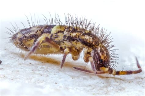 Image result for Springtails Identification