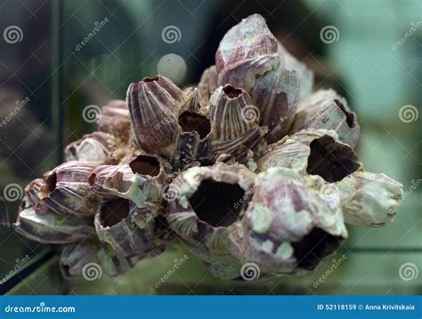 Image result for Empty Barnacle Shell