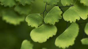 Adiantum full hd, hdtv, fhd, 1080p wallpapers hd, desktop backgrounds ...