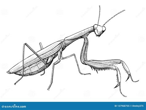 Praying Mantis Black And White Drawing