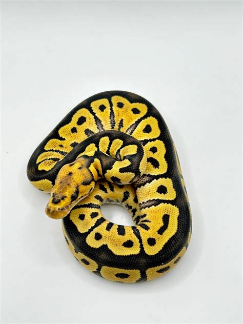 Image result for Ghost Clown Ball Python