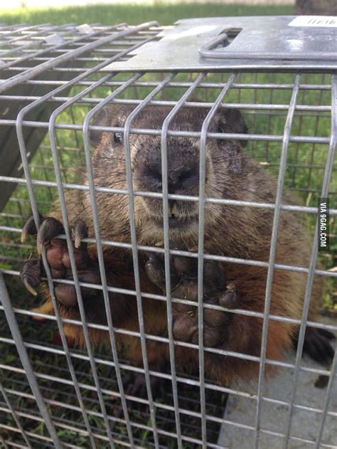 Image result for Ground Hogs Exploding Gunshot