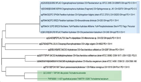 In silico modeling, docking of ThPON1-like protein, and in vitro ...