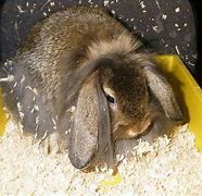 Image result for Cute Holland Lop Bunnies