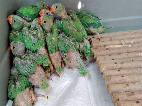 Rescued baby parakeets being fed on formula, love