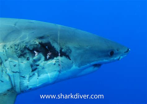 How fast do Great White Sharks heal? - SharkDiver