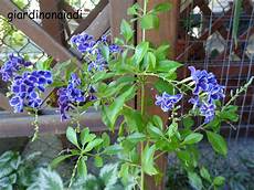 arbusto fiori viola il giardino delle naiadi duranta ellisia una novita dal arbusto fiori viola il giardino delle naiadi duranta ellisia una novita dal