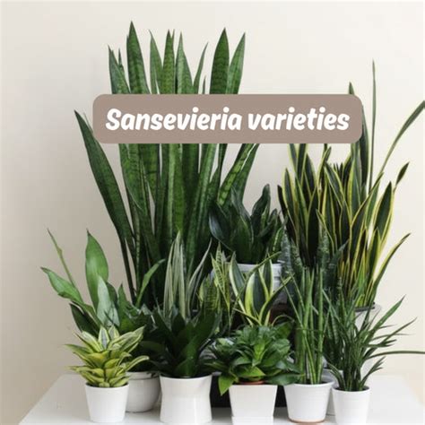 Samartha Cactus Nursery – Samarth Cactus Nursery