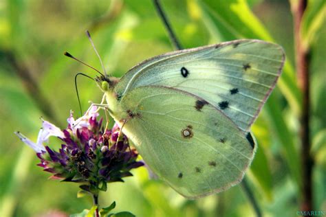 Common Sulphur Butterfly