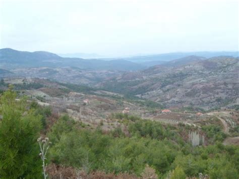 Akhisarlı / Manisa (Akhisar) - Page 3 - agaclar.net