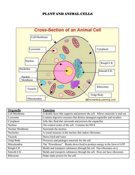 Tutorials for Cells 的图像结果