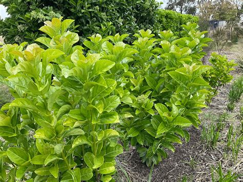 Planting Viburnum Hedge
