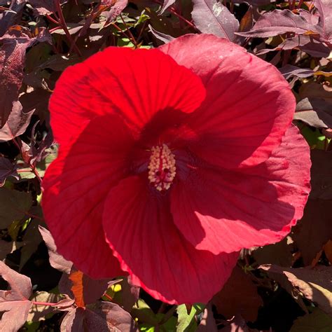 Hibiscus 'Midnight Marvel' PP24,079 - Cavano's Perennials