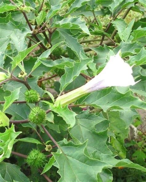Buy Datura Plant Online in Delhi | White Dhatura Medicinal Plants, Herb ...
