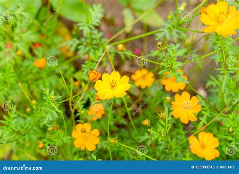 Yellow cosmos flowers stock image. Image of cosmos, flower - 135093245
