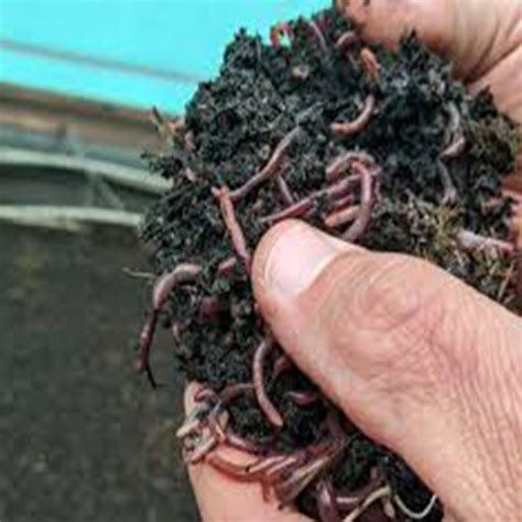 GrainX | Shop Detail