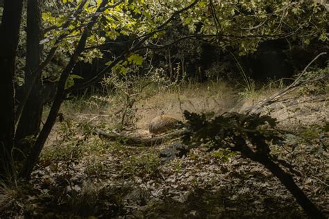 Camera Traps 的图像结果