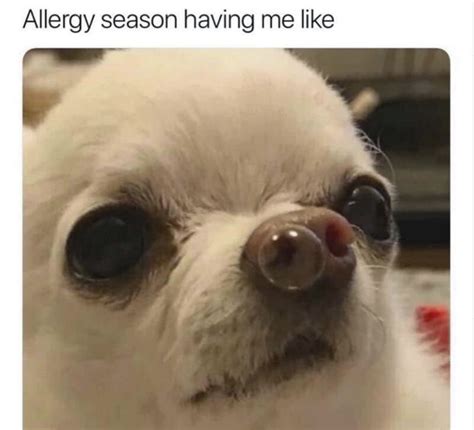 Spring Java Meme 的图像结果