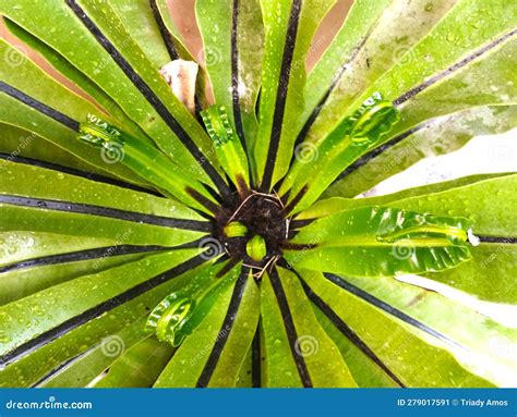The Bird S Nest Fern Asplenium Nidus, Young Leaves that Curl before ...