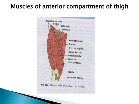 Muscles of anterior and medial compartment of thigh | PPTX