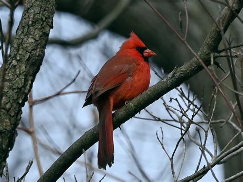 Illinois State Bird | Great Bird Pics