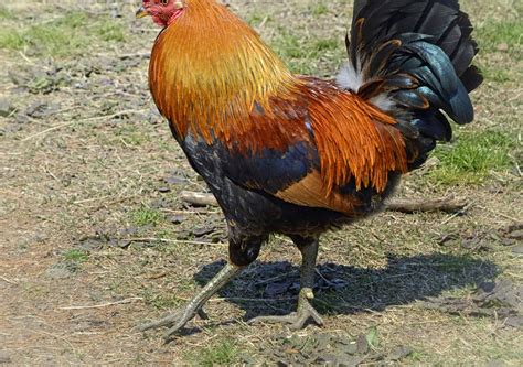 Discover 20 Different Types of Roosters (and What Makes Each Unique ...